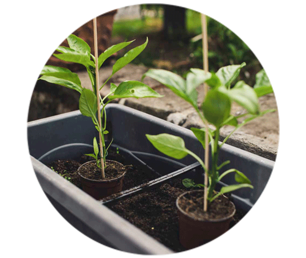 nutricion-vegetal